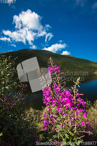 Image of Lake in the Altai Mountains