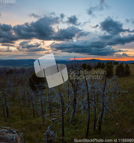 Image of Landscape with dead forest