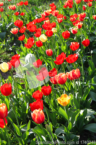 Image of Beautiful bright tulips on a sunny day