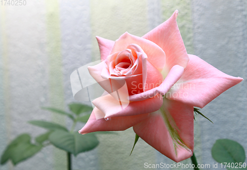 Image of Beautiful delicate pink rose 