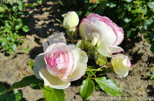 Image of Beautiful delicate rose