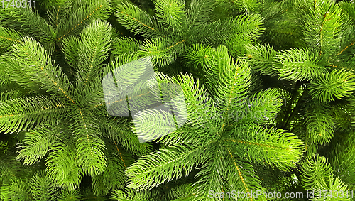 Image of Bright green branches of an artificial Christmas tree