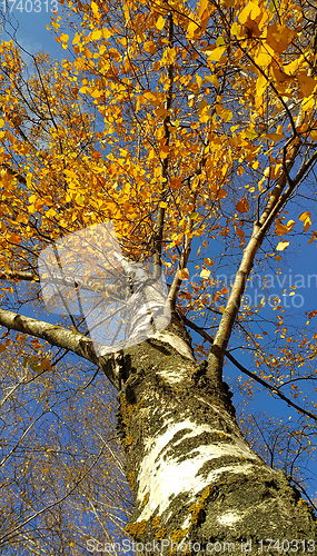 Image of Trunk and branches with bright yellow leaves of beautiful autumn