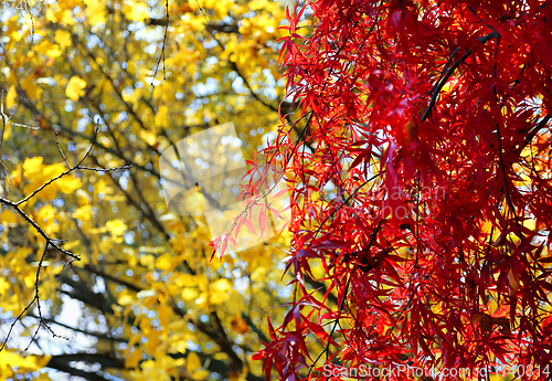 Image of Japanese maple or Acer palmatum branches on the autumn garden