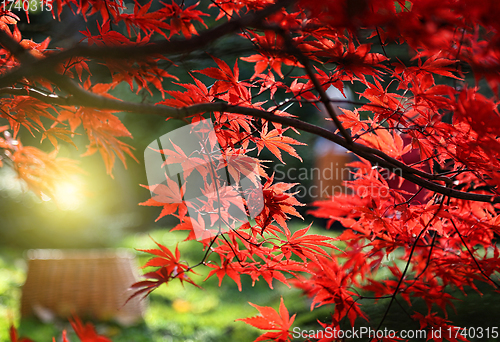 Image of Bright red branches of Japanese maple or Acer palmatum and sunli