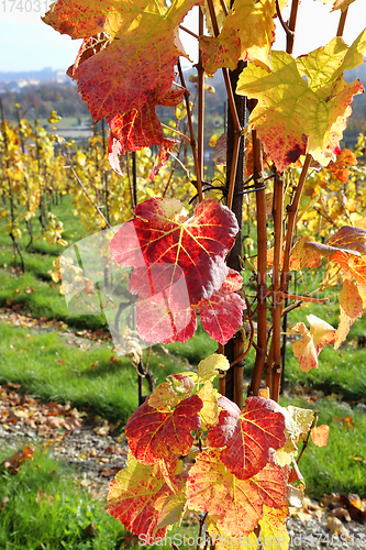 Image of Autumn bright colorful bush of grape 