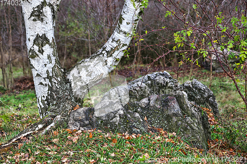 Image of Trunk of a birch on a rock in an autumn park