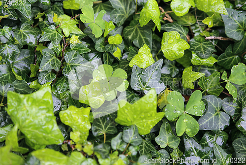 Image of Wet plants with water drops natural bright green background