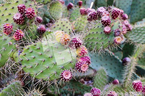 Image of Prickly pear cactus with fruits