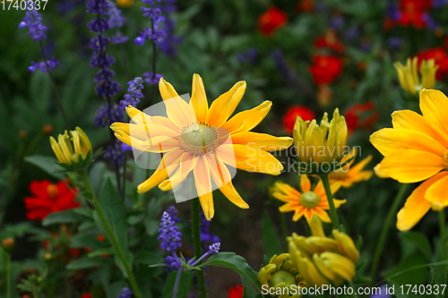 Image of Beautiful rudbeckia yellow flowers, close-up