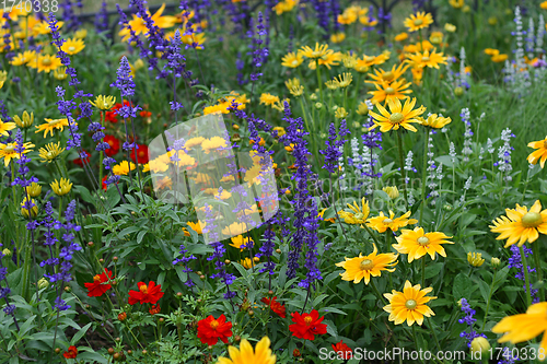 Image of Summer background with beautiful colorful flowers 