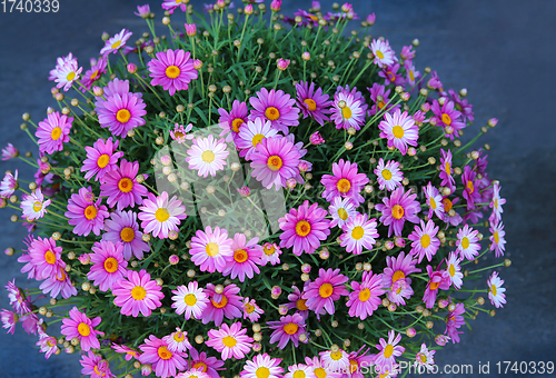 Image of Close-up of bright beautiful flowers