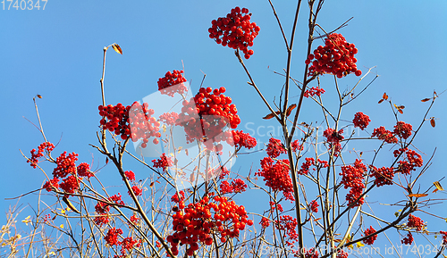 Image of Branches of autumn mountain ash with bright red berries