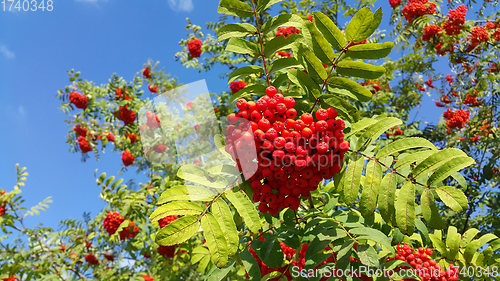 Image of Branches of mountain ash or rowan with bright red berries 