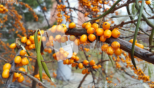 Image of Branch of ripe bright autumn sea buckthorn berries