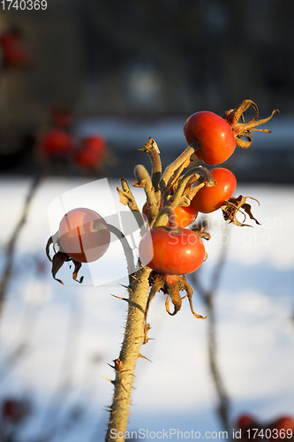 Image of Dog Rose or Rosa Canina branches with bright fruits