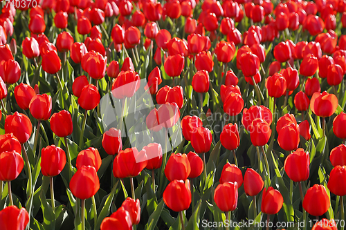 Image of Beautiful red tulips glowing on sunlight