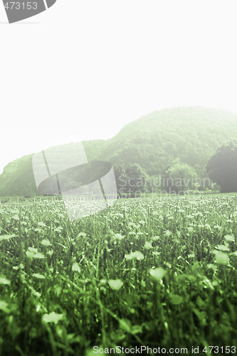 Image of Flowers landscape