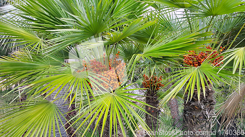 Image of Palm tree with bright orange fruits