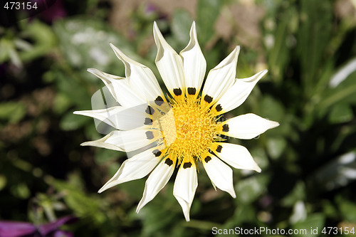 Image of Flower