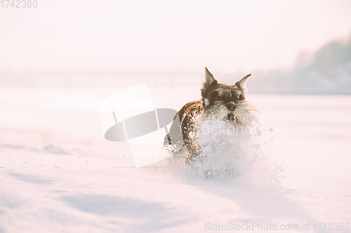 Image of Miniature Schnauzer Dog Or Zwergschnauzer In Outfit Playing Fast Running In Snow Snowdrift At Winter Day