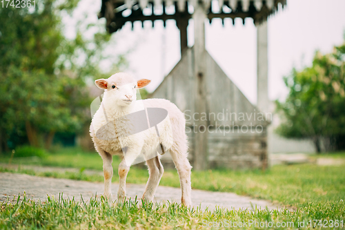 Image of Domestic Small Sheep Lamb Grazing Feeding In Village Yard. Sheep Farming