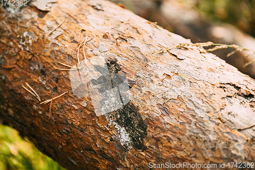 Image of Bear Claw Marks On Fallen Pine Tree