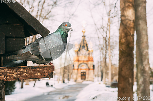 Image of Gomel, Belarus. Pigeon Bird Is Sitting On The Feeder In Winter City Park. Chapel-tomb Of Paskevich (1870-1889 Years) In City Park At Sunny Winter Day