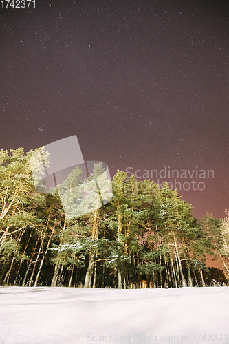 Image of Night Starry Sky With Glowing Stars. Bright Glow Of Sky Stars Above Winter Pines Forest. Copy Space. Natural Night Starry Sky