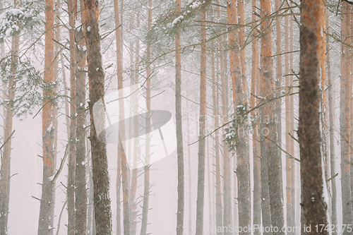 Image of Beautiful Snowy White Forest In Winter Frosty Day. Snowing In Winter Frost Woods. Snowy Weather. Winter Snowy Coniferous Forest. Blizzard in Windy Day. Close Up Trunks