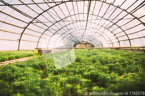 Image of Close Up View Of Small Green Sprouts Of Plants Pines Trees Growing From Soil In wooden plant box In Greenhouse Or Hothouse