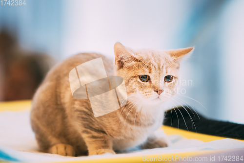 Image of Small Cute Scottish Cat Kitten With Straight Ears At Blurred Indoor Background. Scottish Cat Kitten