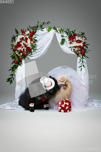 Image of dog wedding couple under flower arch