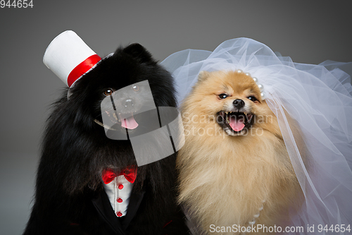 Image of Spitz dog wedding couple