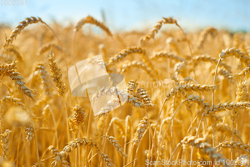 Image of Wheat field in the crop