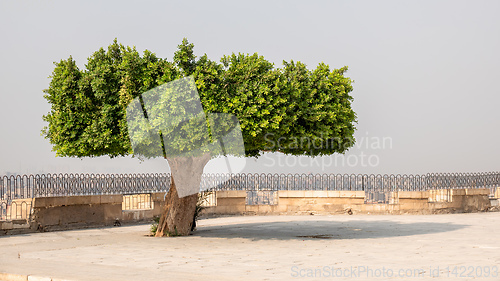 Image of old tree at the Muhammad Ali mosque