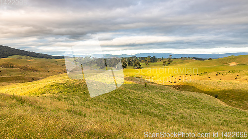 Image of sunset landscape with cows