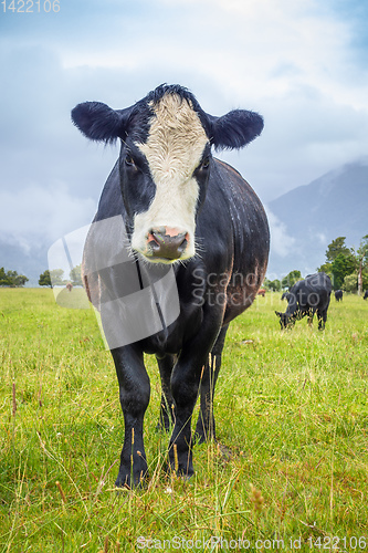 Image of lush landscape with cows