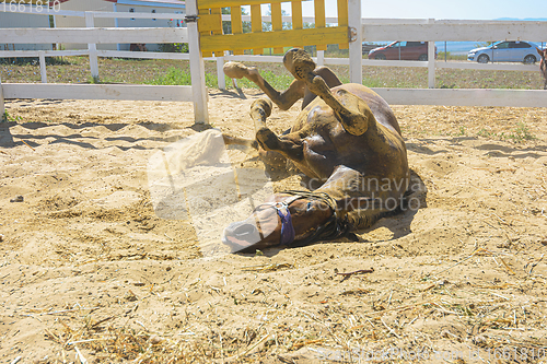 Image of Horse rides on its back on the sand in the paddock