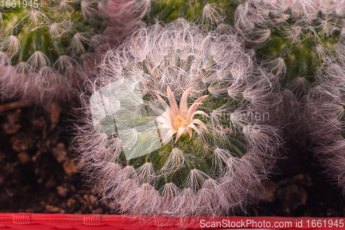 Image of Flower close-up of fluffy cactus Espostoa, top view