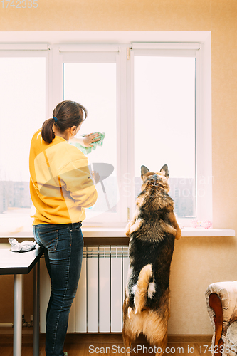 Image of Woman Of Fifty In Yellow Sweater Washes Dusty Window In Apartment. 50 Year Old Woman Cleans Windows From Stains Using Rag. Woman Is Cleaning House Doing Household Chores With Dog Pet.