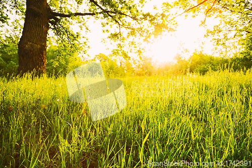 Image of Summer Sunny Forest Trees And Green Grass. Nature Woods Sunlight Background. Instant Toned Image. Focus On Grass. Summer Sunny Forest Trees And Green Grass. Nature Woods Sunlight Background. Instant 