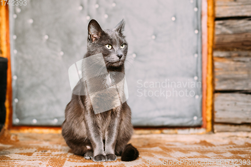 Image of Russian Blue Cat Kitten With Green Eyes Resting On Porch Of An Old Village Rustic House