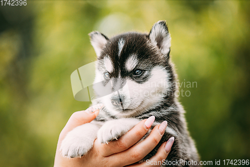 Image of Four-week-old Husky Puppy Of White-gray-black Color Sitting In Hands Of Owner. Four-week-old Husky Puppy Of White-gray-black Color Sitting In Hands Of Owner.