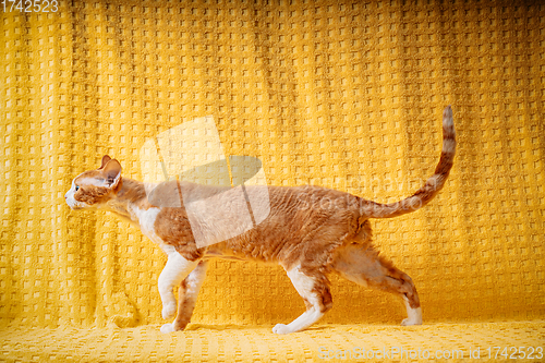 Image of Funny Red Ginger Devon Rex Cat Posing On Plaid. Short-haired Cat Of English Breed On Yellow Plaid Background. Shorthair Pet