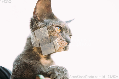 Image of Young Gray Devon Rex Kitten On White Background. Short-haired Cat Of English Breed. Close Up Portrait.