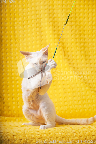 Image of White Devon Rex Kitten Kitty Playing With Feather Toy. Short-haired Cat Of English Breed On Yellow Plaid Background. Shorthair Pet Cat