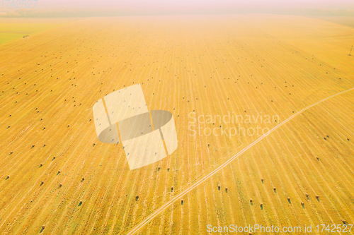 Image of Aerial View Of Autumn Hay Rolls Straw Field Landscape. Haystack, Hay Roll. Natural Agricultural Background Backdrop Harvest