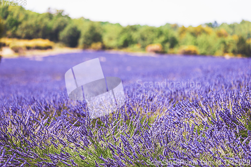 Image of Blooming Bright Purple Lavender Flowers In Provence, France. Summer Season