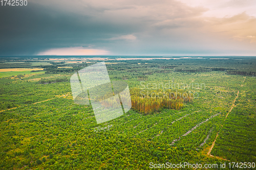 Image of Aerial View Green Forest Deforestation Area Landscape. Top View Of New Young Growing Forest. European Nature From High Attitude In Summer Season